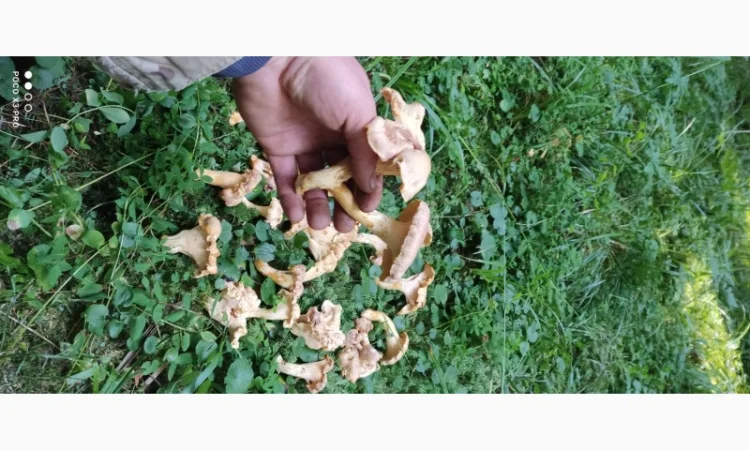 Продам Лисички сушені зібрані у високогірї Карпат - фото № 5