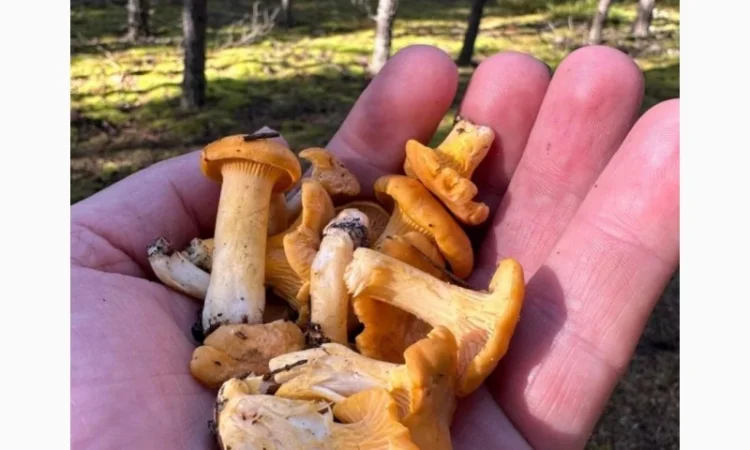 Куплю лисичку свіжу - фото № 1