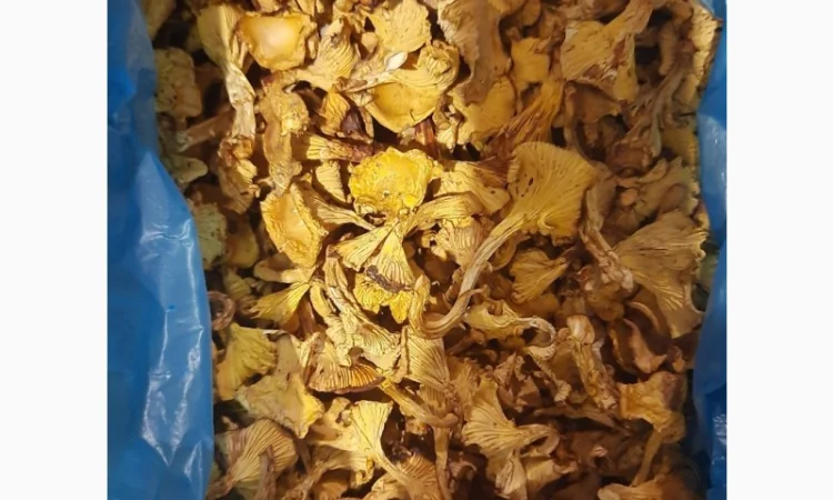 Продам лисичку сушену - фото № 1