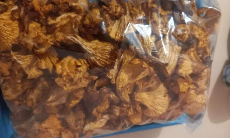 Лисички сушені урожай 2024 - фото № 2