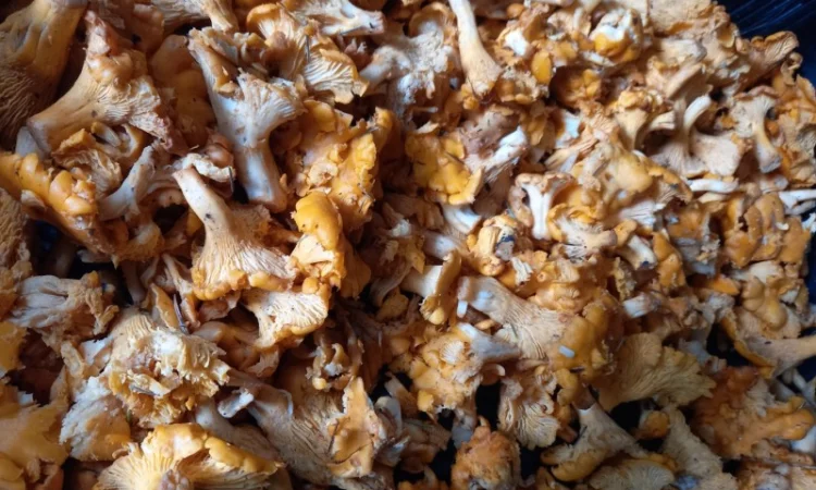 Лисички сушені урожай 2024 - фото № 3