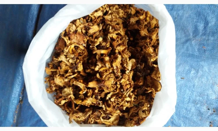 Лисичка сушеная - фото № 1