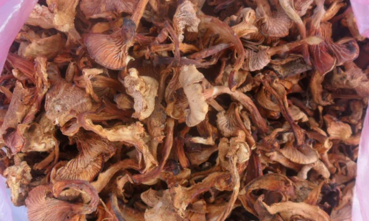 Лисички сушені - фото № 1