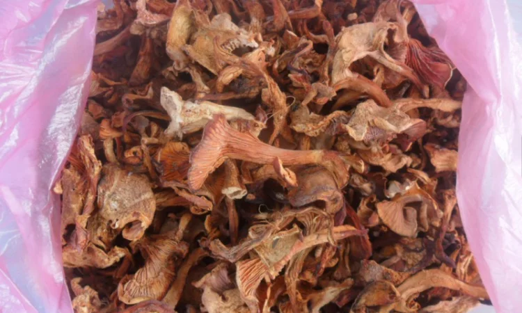 Лисички сушені - фото № 2