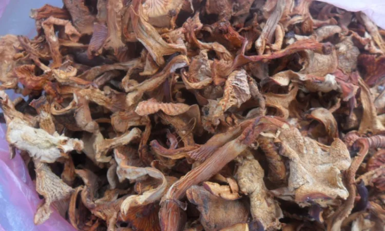 Лисички сушені - фото № 3