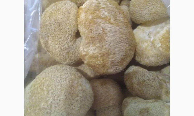 Їжовик гребінчастий/ Ноотроп/ LIONS MANE - фото № 2