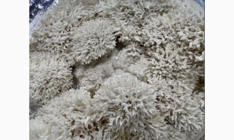 Їжовик гребінчастий/ Ноотроп/ LIONS MANE - фото № 1