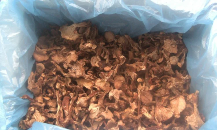 Грибы лисички, сушеные, недорого - фото № 3