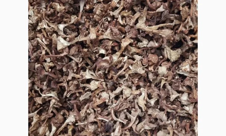 Продам сушену лисичку, урожаю 2023 - фото № 1