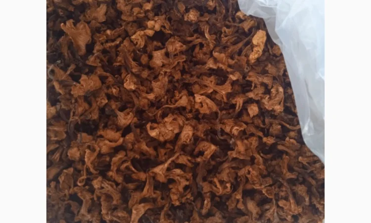 Продам сушену лисичку, урожаю 2023 - фото № 2