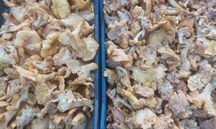 Продам Лисички сушені, якість хороша - фото № 1