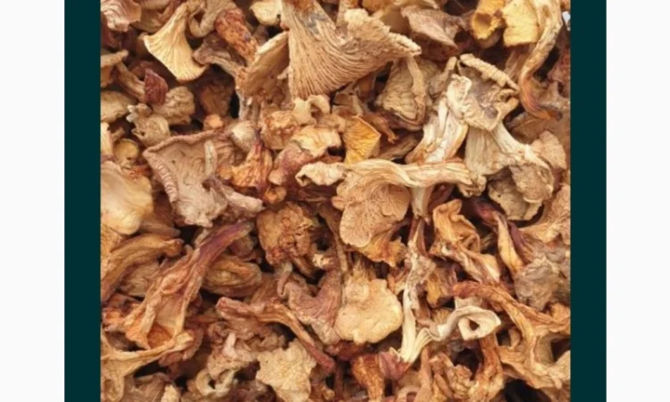 Продам Лисички сушені, якість хороша - фото № 2