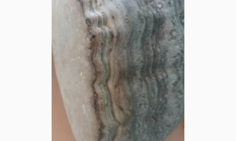 Продам трутовик справжній - фото № 2