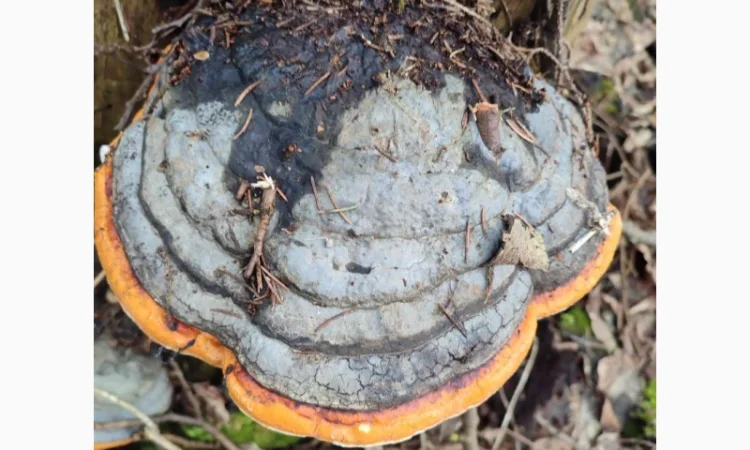 Трутовик справжній для лікування та декору - фото № 10