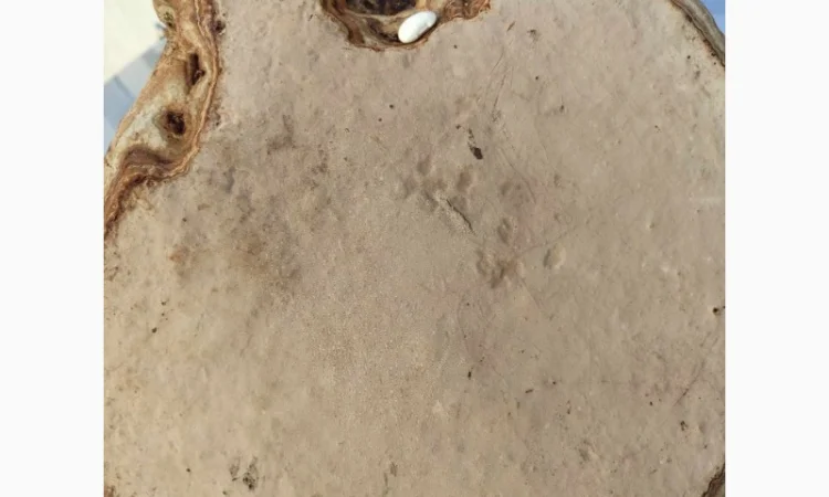 Продам трутовик справжній - фото № 10