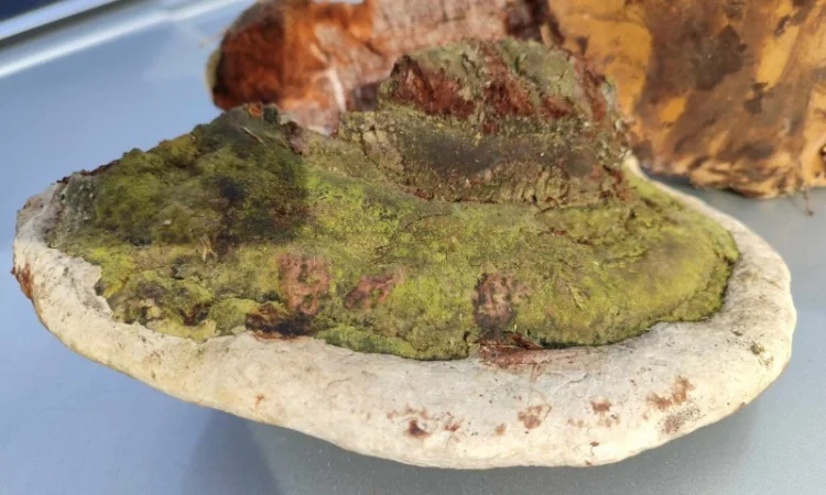 Продам трутовик справжній - фото № 12