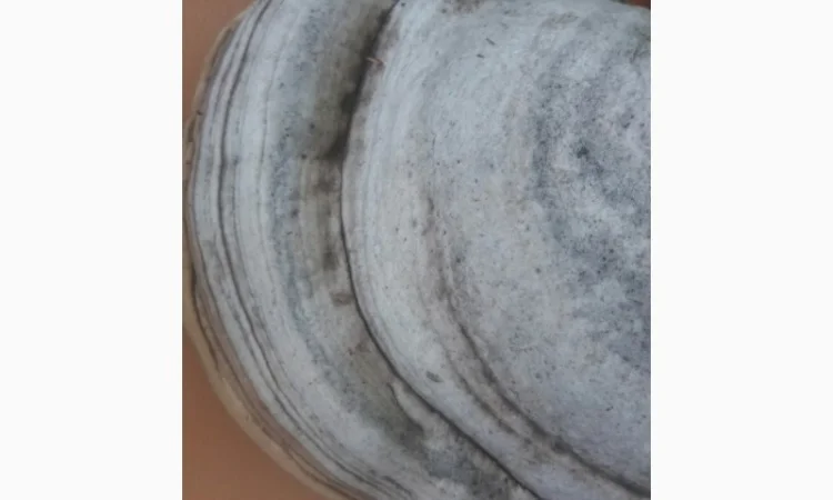 Продам трутовик справжній - фото № 4