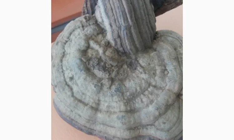 Продам трутовик справжній - фото № 5