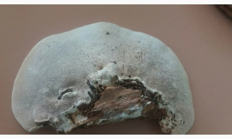 Продам трутовик справжній - фото № 6