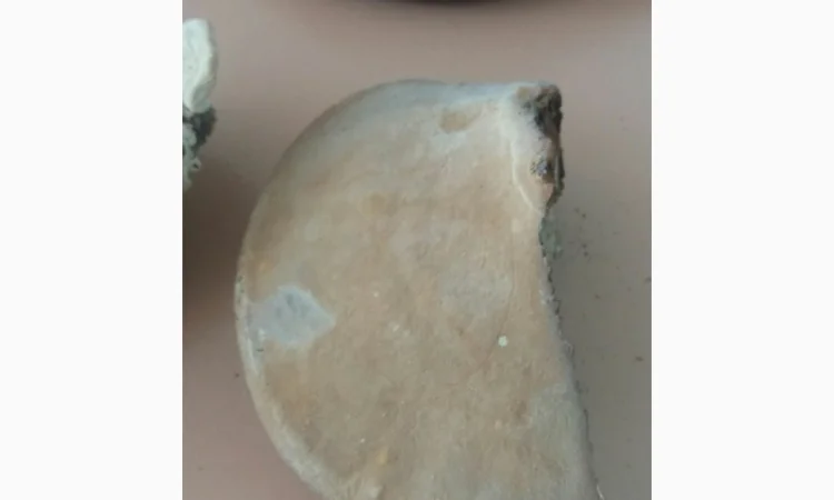 Продам трутовик справжній - фото № 7