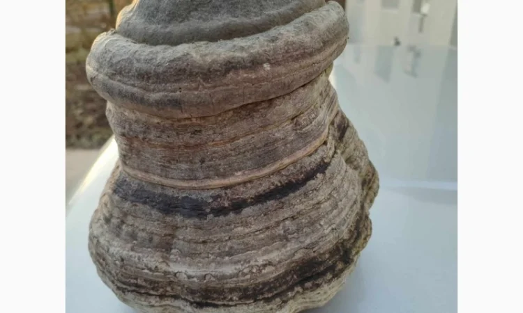 Продам трутовик справжній - фото № 1