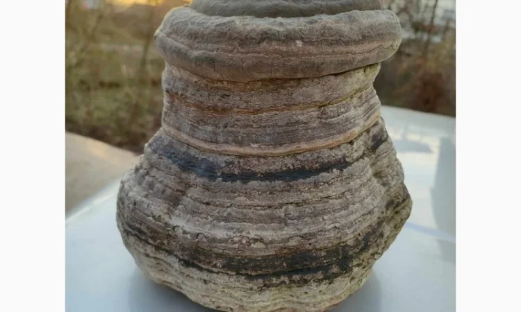 Продам трутовик справжній - фото № 8