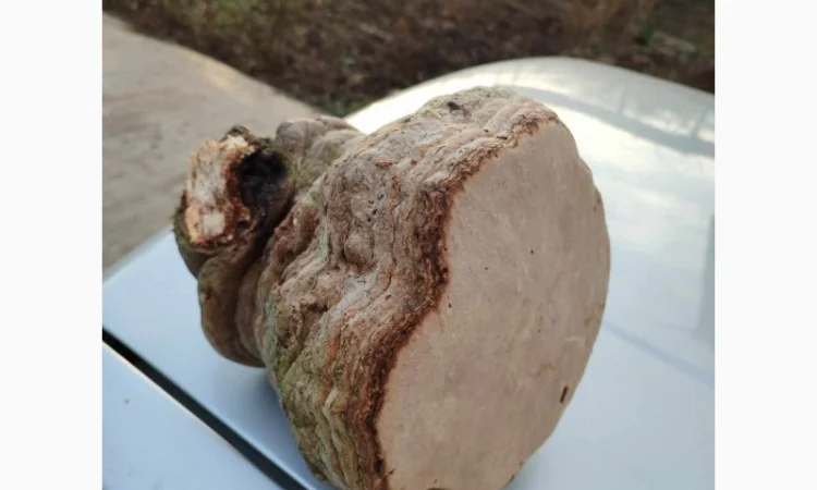 Продам трутовик справжній - фото № 9