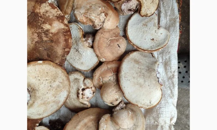 Продам трутовик березовий, або губку березову - фото № 1