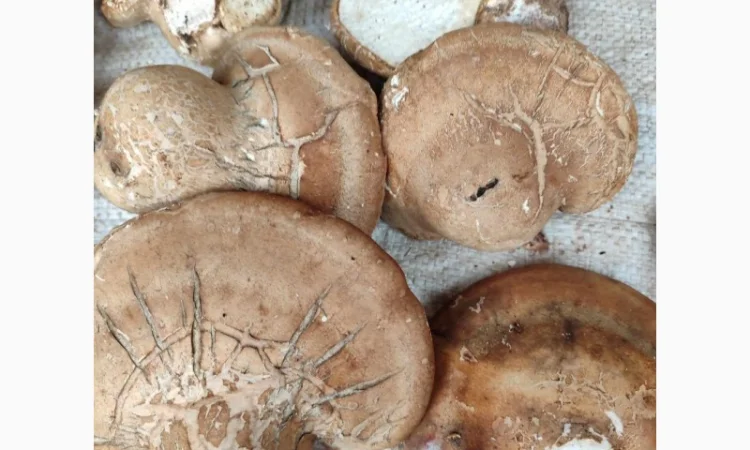 Продам трутовик березовий, або губку березову - фото № 3