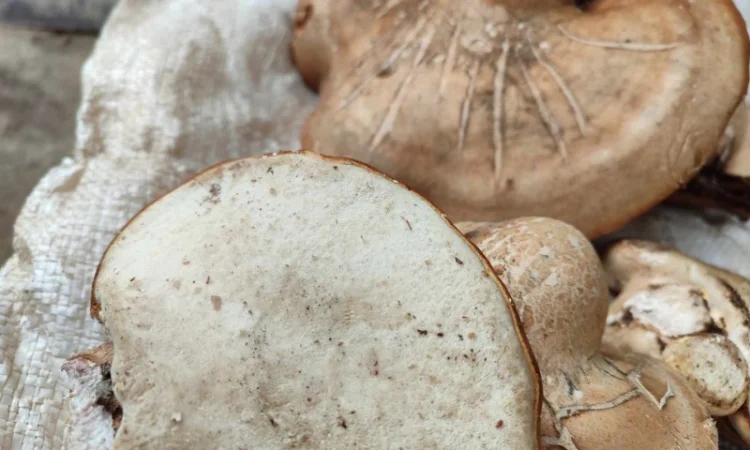 Продам трутовик березовий, або губку березову - фото № 4