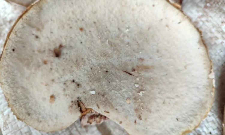 Продам трутовик березовий, або губку березову - фото № 5