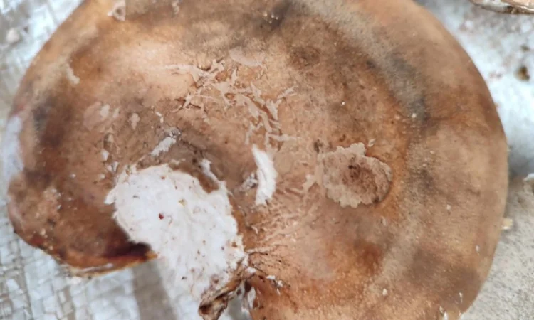 Продам трутовик березовий, або губку березову - фото № 6