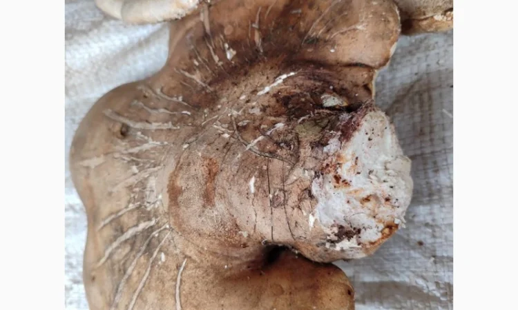 Продам трутовик березовий, або губку березову - фото № 7