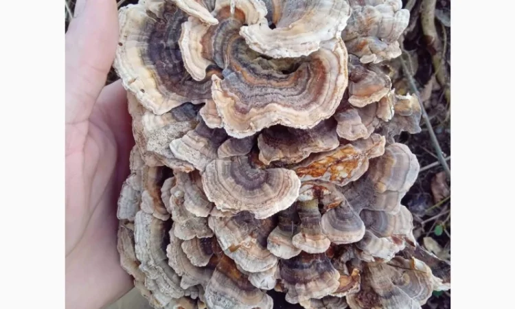 Продам гриб-трутовик траметес разноцветный - фото № 2