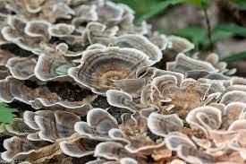 Продам гриб-трутовик траметес разноцветный - фото № 3