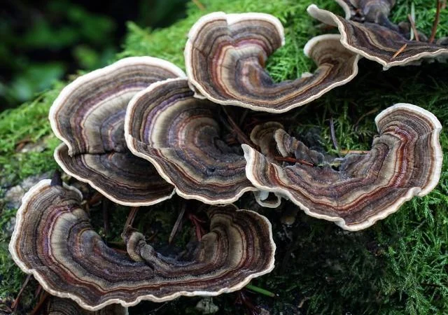 Продам гриб-трутовик траметес разноцветный - фото № 5