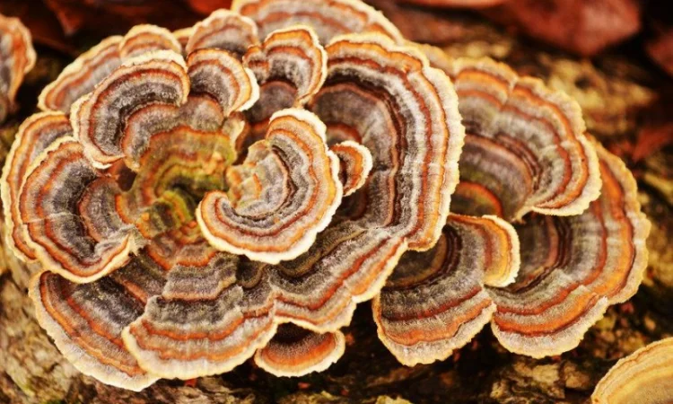 Продам гриб-трутовик траметес разноцветный - фото № 1