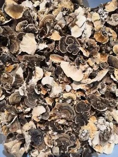 Продам гриб-трутовик траметес разноцветный - фото № 6