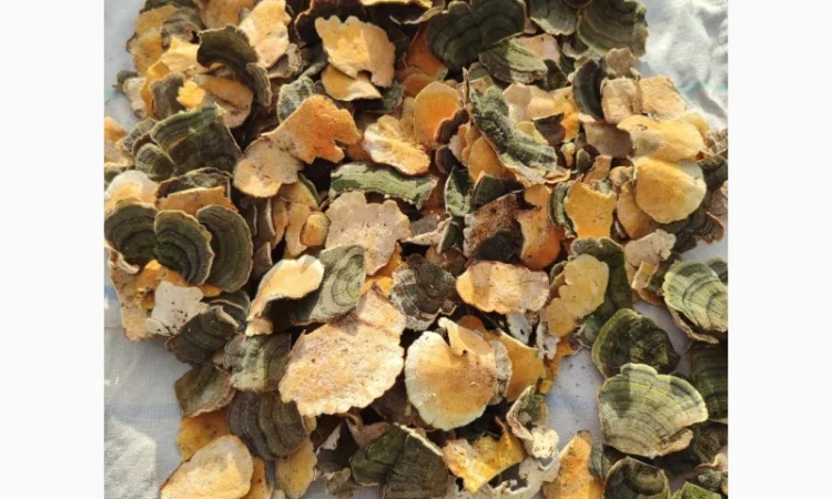 Продам гриб-трутовик траметес разноцветный - фото № 7