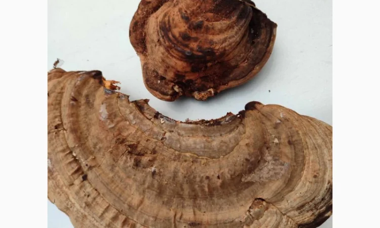 Продам трутовик плоский - фото № 2