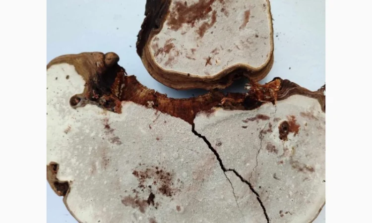 Продам трутовик плоский - фото № 4