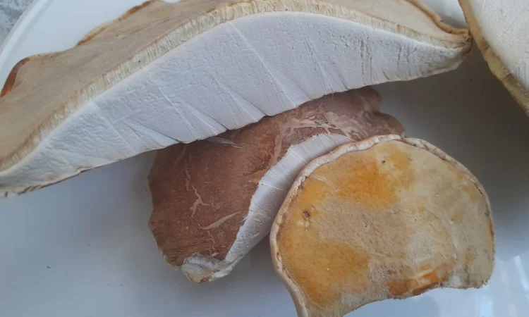 Губка березова сушена на продаж - фото № 1