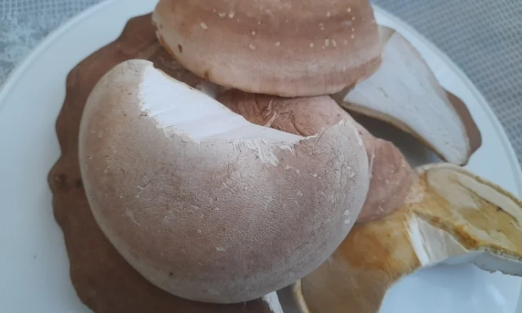 Губка березова - фото № 1