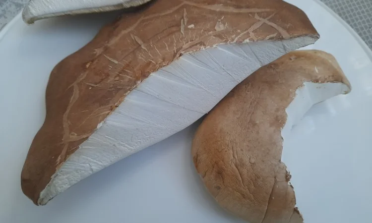 Губка березова - фото № 2