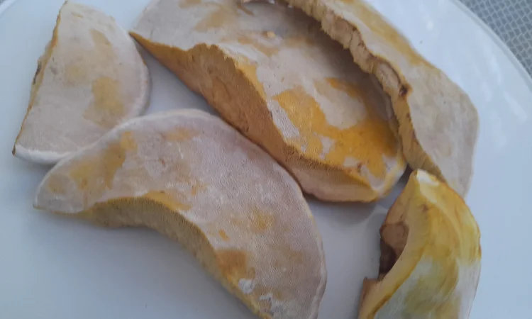 Трутовик облямований - фото № 2