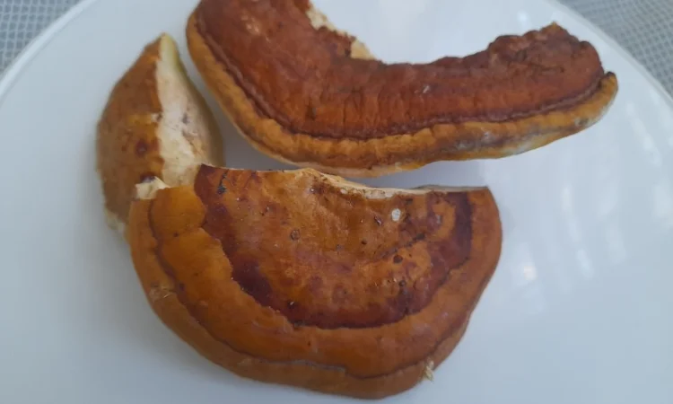 Трутовик облямований - фото № 3