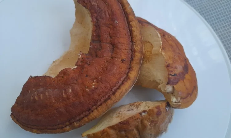 Трутовик облямований - фото № 4