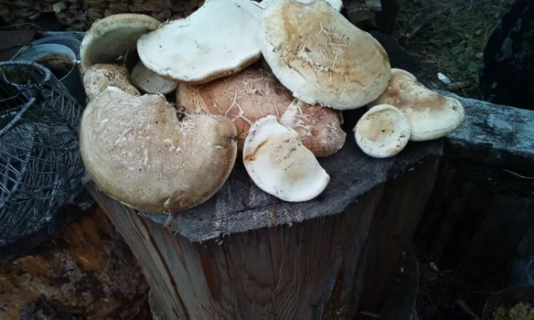 Продам трутовик березовий, губка березова (ціна за 1 кілограм) - фото № 1