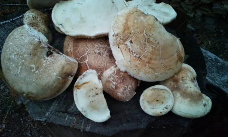 Продам трутовик березовий, губка березова (ціна за 1 кілограм) - фото № 2