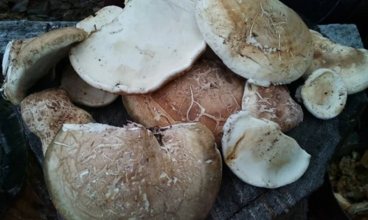 Продам трутовик березовий, губка березова (ціна за 1 кілограм) - фото № 4